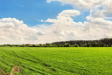 Fototapeta na wymiar Landscape Agricultural field background with green young plants growing on bright sunny day. Forest belt line and blue cloudy sky on background