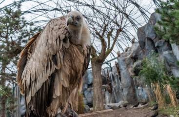 Griffon Vulture bird