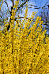 Forsythia flowers in front of with green grass and blue sky.