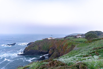 wild flowers along the road to the ocean
