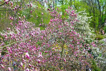 Beautiful blooming magnolias tree in spring. Blossoming of pink magnolia flowers in spring time, floral background. Blooming background.