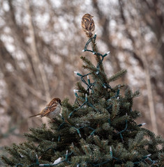 An American Tree Sparrow sits atop a pine tree