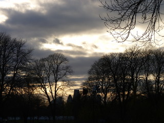 Tree at sunset