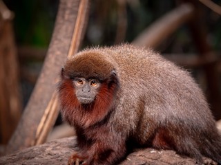 A red titi monkey sat on a log looking at the viewer