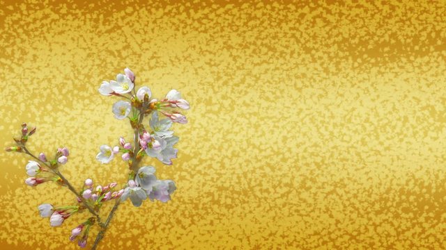 桜の開花（タイムラプス）和柄