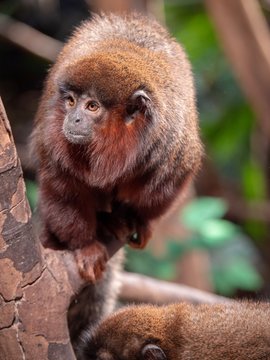 A red titi monkey balancing on a small branch among trees