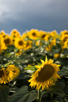 Sunflower Field. Copy space on Sky