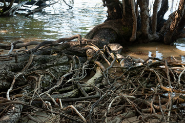 Mangrove forest at low tide. Curieuse Island, Seychelles