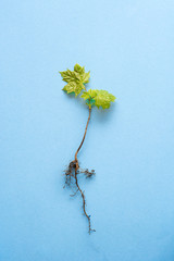 Young tree seedlings. Arbor day - space for text 