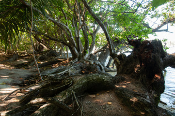 Fototapeta premium Mangrove forest at low tide. Curieuse Island, Seychelles