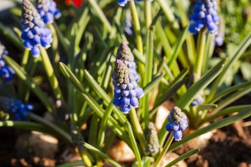 Close up view of lavender flowers isolated. Beautiful backgrounds.