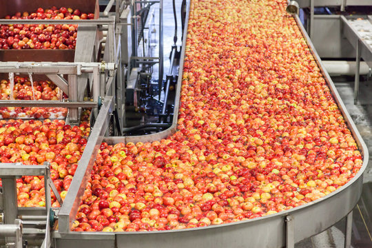 Clean and fresh gala apples floating in water as they are being unloaded from the wooden bins