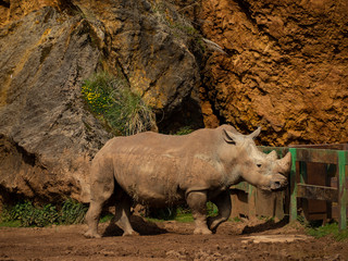 Fototapeta premium rhinocero in cabarceno