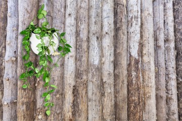 Plant.