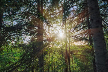 Obraz premium Landscape early autumn fir forest in the mountains