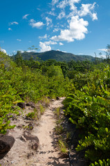 Fototapeta na wymiar walkway into the forest, Curieuse Island, Seychelles
