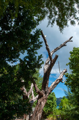 dead tree with blue sky in the back ground. Natural Park Curieuse Island. Seychelles