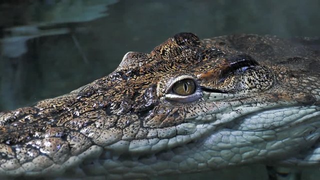 Crocodile eyes above water surface, close up