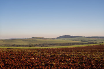 Sugar cane Plantation farm in Brazil.