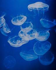 Blue medusas in an aquarium
