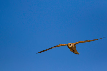 Flying falcon with its hunt. Nature background. Bird: Lesser Kestrel. Falco naumanni. 