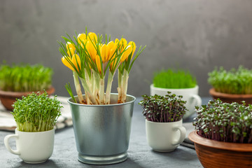 Rośliny w filiżankach - uprawa rzeżuchy, czerwonej kapusty, trawy i krokusy © Grzej