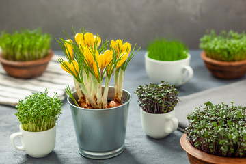 Rośliny w filiżankach - uprawa rzeżuchy, czerwonej kapusty, trawy i krokusy © Grzej
