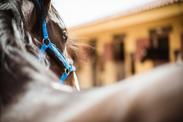 Details of horse reins