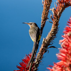 Cape Sugarbird
