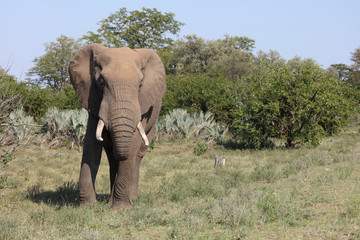 Obraz premium Słoń afrykański / słoń afrykański / Loxodonta africana