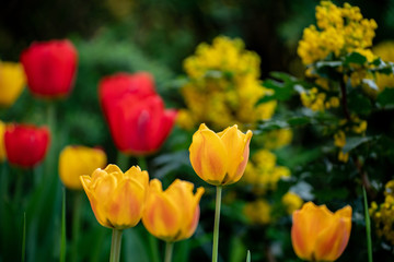 Group of colorful tulip. Purple flower tulip lit by sunlight. Soft selective focus, tulip close up, toning. Bright colorful tulip photo background