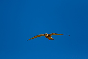 Flying falcon with its hunt. Bird: Lesser Kestrel. Falco naumanni. Blue sky background.