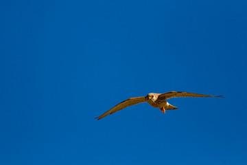 Flying falcon with its hunt. Bird: Lesser Kestrel. Falco naumanni. Blue sky background.