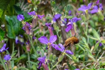 Bee fly feeding on nectar