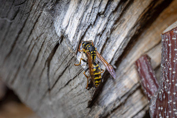 European paper wasp rasping wood fibres for nest building