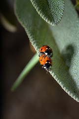 Mating ladybugs on sage leaves