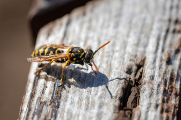 European paper wasp cleaing its wings