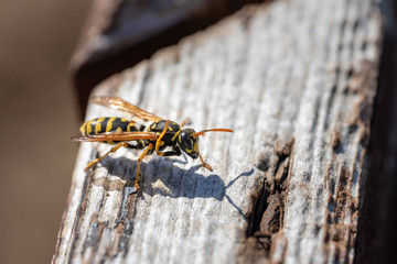 European paper wasp cleaing its wings