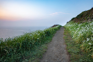 wild flowers along the road to the ocean