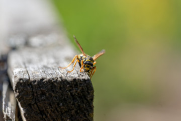 European paper wasp rasping wood fibres for nest building