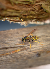 European paper wasp rasping wood fibres for nest building