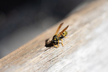 European paper wasp rasping wood fibres for nest building