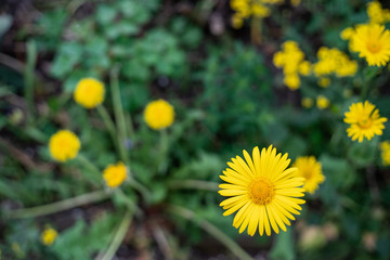 Yellow flowers of dyer's camomile (Anthemis tinctoria)