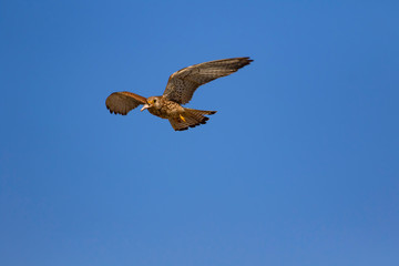 Flying falcon with its hunt. Bird: Lesser Kestrel. Falco naumanni. Blue sky background.