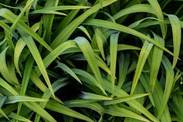 Background of a green grass. Green grass texture Green grass texture from a field