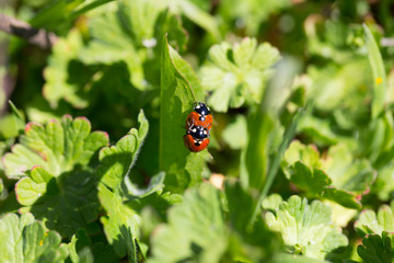 Red Ladybirds in Love in the green Nature