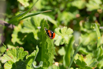 Red Ladybirds in Love in the green Nature