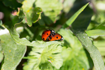 Red Ladybirds in Love in the green Nature