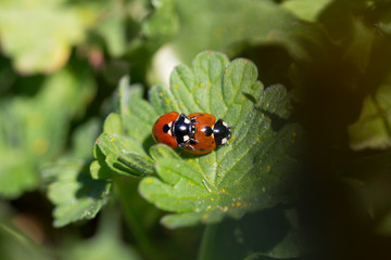 Red Ladybirds in Love in the green Nature