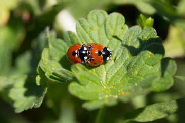 Red Ladybirds in Love in the green Nature